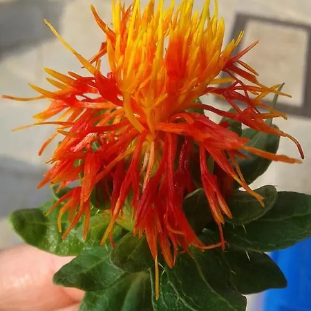 Alojamento de Turismo Rural Cascina Aguzza Oleggio