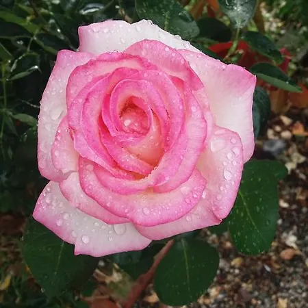 Cascina Aguzza Alojamento de Turismo Rural