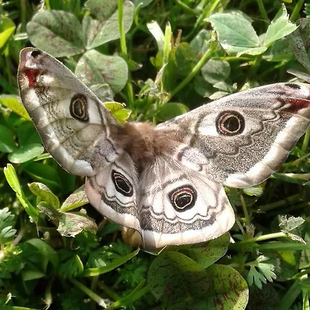 Cascina Aguzza * Oleggio