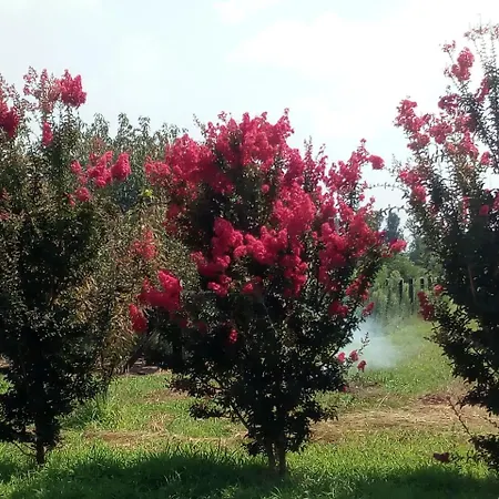 Agriturismo Cascina Aguzza Farm stay