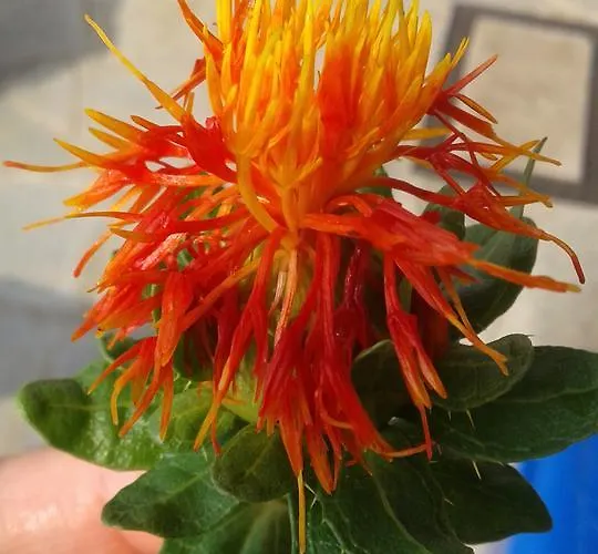 Gospodarstwo agroturystyczne Cascina Aguzza Oleggio