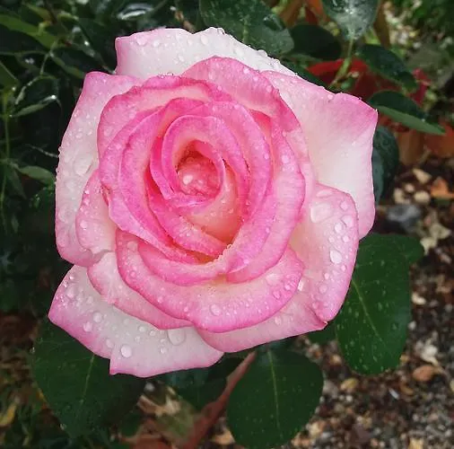 Cascina Aguzza Çiftlik konaklama