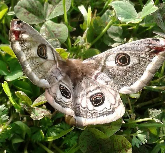 Cascina Aguzza * Oleggio